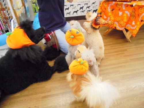 DSC06378(修整1).JPG